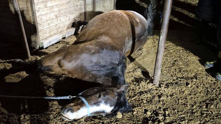 Kůň uklouzl a zůstal zaklíněný pod krmelcem. Vysvobodili ho hasiči se speciální technikou