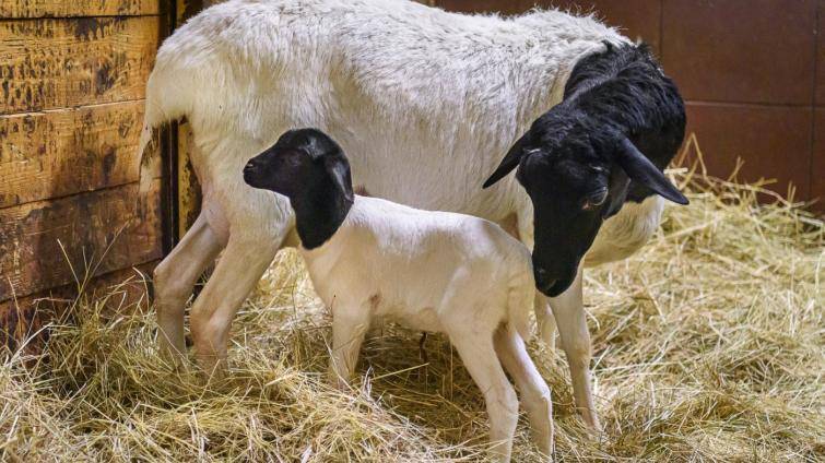 Prvním mládětem roku 2026 v Zoo Zlín je ovečka somálská. Samička dostala originální jméno