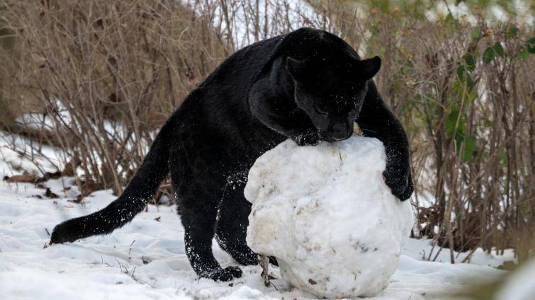 Sněhovou nadílku si řada zvířat ve zlínské zoo užívá. Teplomilní tvorové se mohou ohřát u infrazářičů