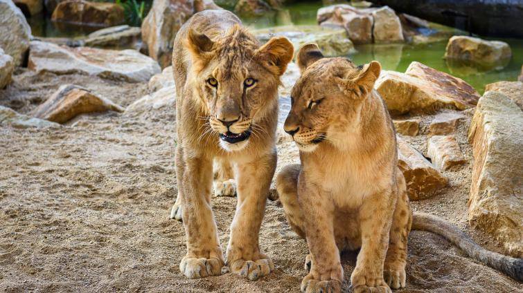 Zoo Zlín zve děti na jarní prázdniny, největším lákadlem je vstupné za 40 korun