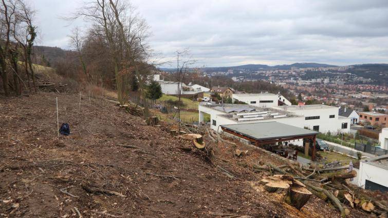 Na Boněckých pasekách ve Zlíně někdo pokácel vzrostlé stromy