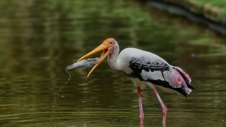 Zlínská zoo se zapojí do ochrany mokřadů. O jejich důležitosti poučí i veřejnost