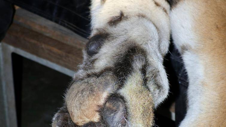 Foto: Zoo Hodonín