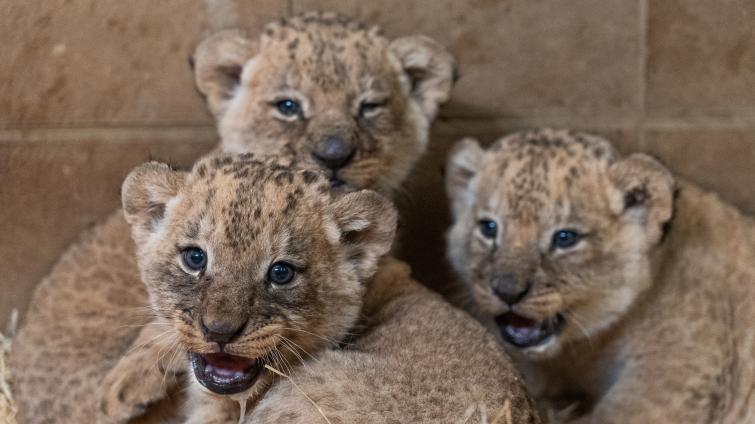 Foto: Zoo Zlín