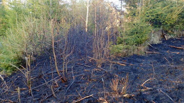 U obce Liptál na Vsetínsku hořel mladý les