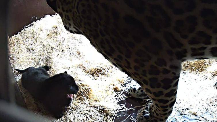 Foto: Zoo Zlín
