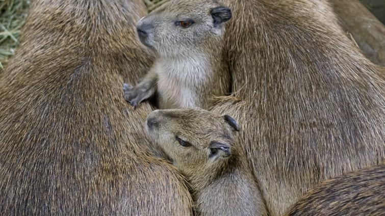 Ve zlínské zoo se narodily malé kapybary