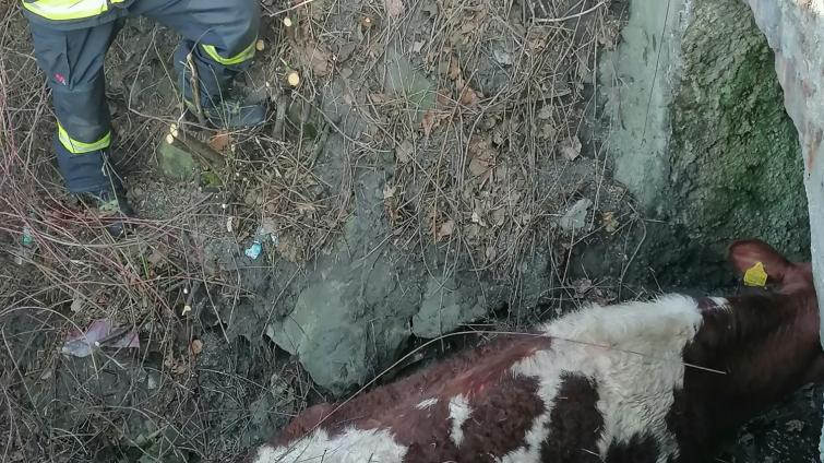 Hasiči zachraňovali uvízlé tele z koryta potoku