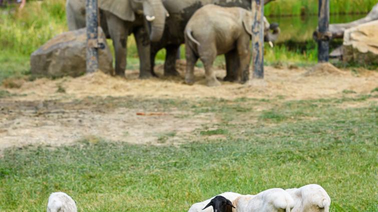 Foto: Zoo Zlín