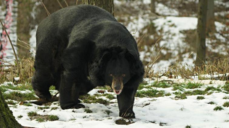 Foto: E. Gombala, Zoo Ostrava