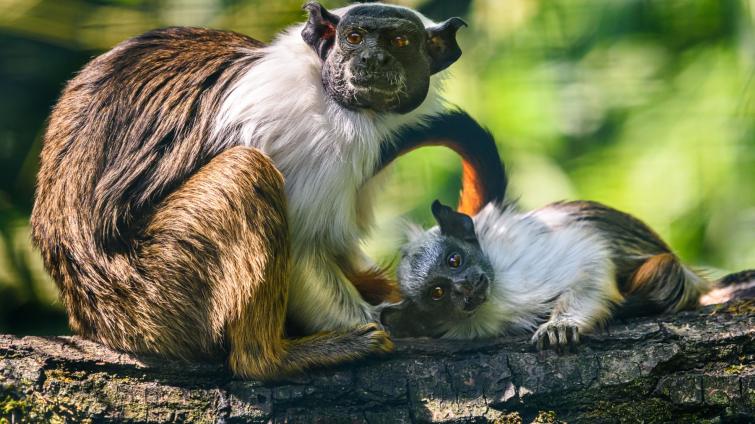 Foto: Zoo Zlín