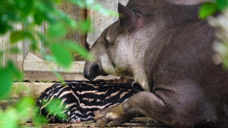 ​​​​​​​Foto: Archiv Zoo Zlín