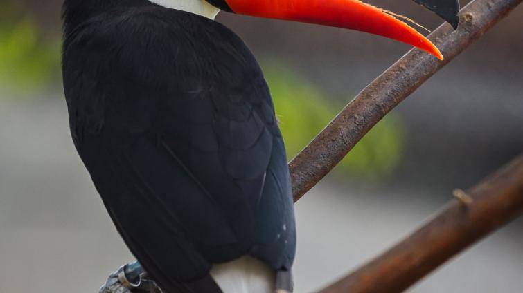 Foto: Zoo Zlín