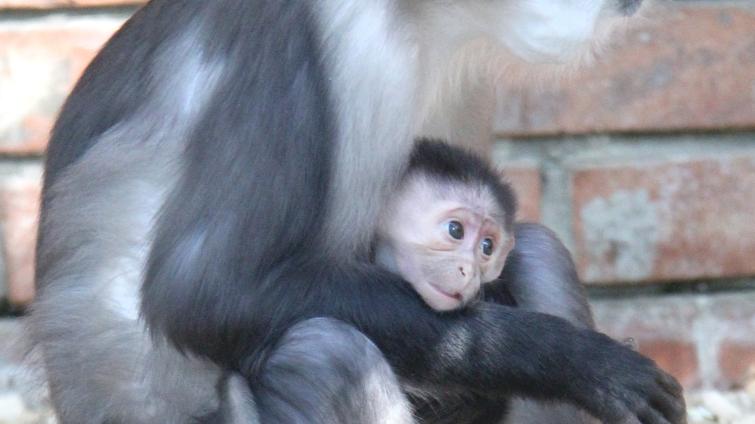 Foto: Zoologická zahrada Hodonín