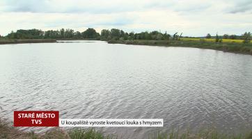 U koupaliště vyroste kvetoucí louka s hmyzem