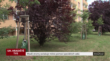 Mladé stromy zavlažuje město pomocí speciálních vaků