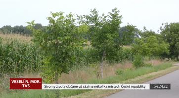 Občané sází stromy života