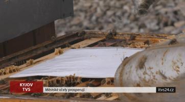 Městské včely prosperují