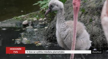 V zoo se vylíhla mláďata plameňáků 