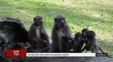 Zlínská zoo slaví další chovatelský úspěch