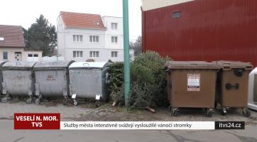 Služby města intenzivně svážejí vysloužilé vánoční stromky