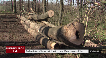 Rada města snížila ve svých lesích ceny dřeva za samotěžbu