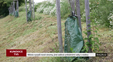 Město vysadí nové stromy, jiné zalévá unikátními vaky s vodou