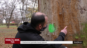V bažantnici pomalu končí kácení
