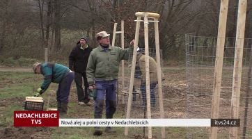 Nová alej u polní cesty v Nedachlebicích