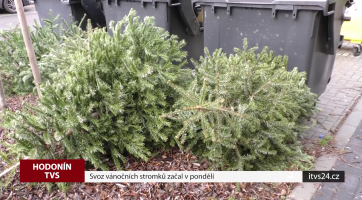 Svoz vánočních stromků začal v pondělí