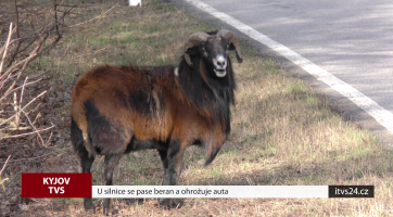 U silnice se pase beran a ohrožuje auta