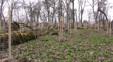 Pokračuje revitalizace zámecké bažantnice