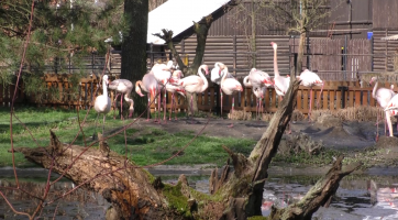 Zoo se otevřela, nabízí ale i venkovní aktivity