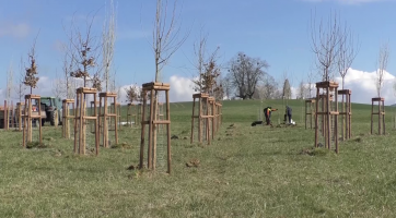 Koruny 57 vzrostlých stromů vytvoří přírodní katedrálu