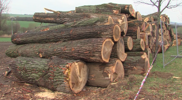 Město prodalo dřevo vytěžené při revitalizaci rybníka Škrlovec