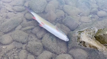 Rožnov daroval 100 tisíc rybářům na likvidaci škod v otrávené Bečvě