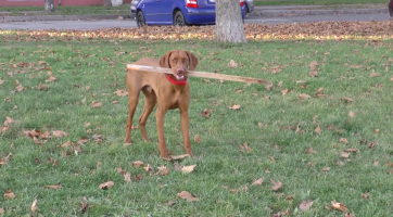 Město nebude rozesílat složenky na poplatky