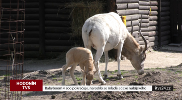 Babyboom v zoo pokračuje, narodilo se mládě adaxe núbijského