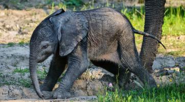 Obrovská radost ve zlínské zoo! Slonici Kali se narodilo zdravé slůně