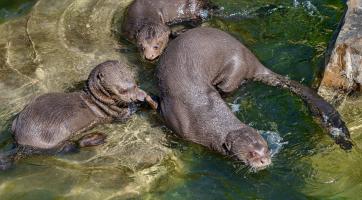 Zlínská zoo se pochlubila malými vydrýsky