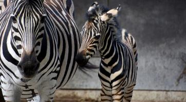 Zoo hlásí nové přírůstky, gibona i zebru
