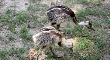 Hodonínské zoo se povedl historický prvoodchov nandua pampového