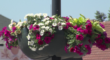 Radnice zdobí město květinami v ulicích i na travnatých plochách