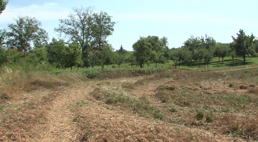 Výsadba nových stromů a dřevin posílí ekosystém krajiny