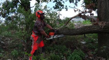 Město chce stromy do Hodonína vrátit