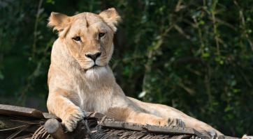 Lvice Bona ze zlínské zoo je ve vážném stavu