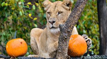 Smutek ve zlínské zoo. Lvici Bonu se zachránit nepodařilo