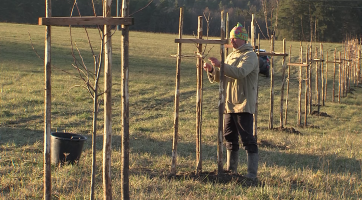 Ve městě a v Hrádku na Vlárské dráze přibude přes 330 stromů 