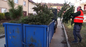 Ve městě probíhá svoz vánočních stromků