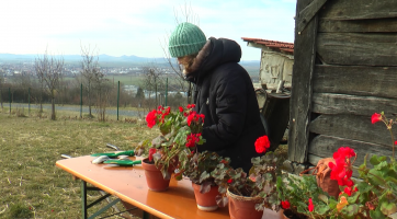 Na Rochusu se větraly peřiny a přesazovaly muškáty